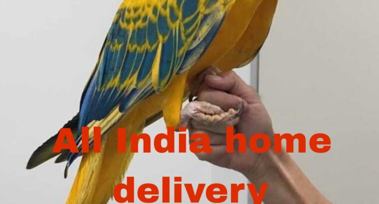 Parrot shop all India delivery 8558917109