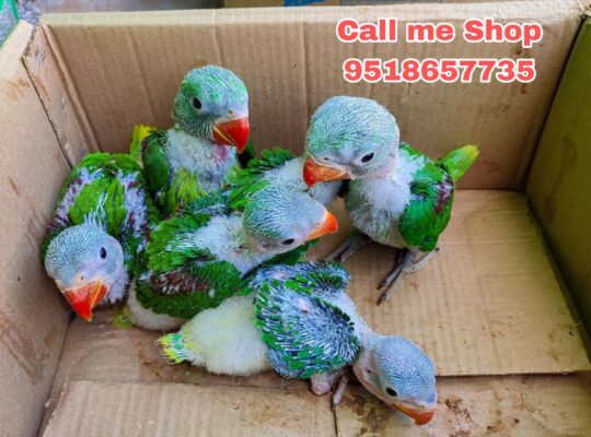 All India Home Delivery Call me 9518657735