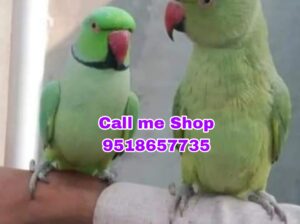All India Home Delivery Call me 9518657735