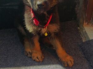 German shepherd puppy double cout