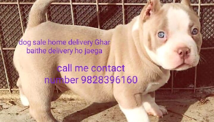 dog sale home delivery Ghar baithe