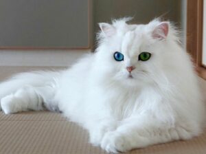 persian blue eyes