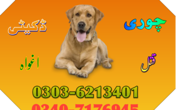 Army Dog Center Chakwal 03036213401