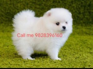 dog sale home delivery 9828396160