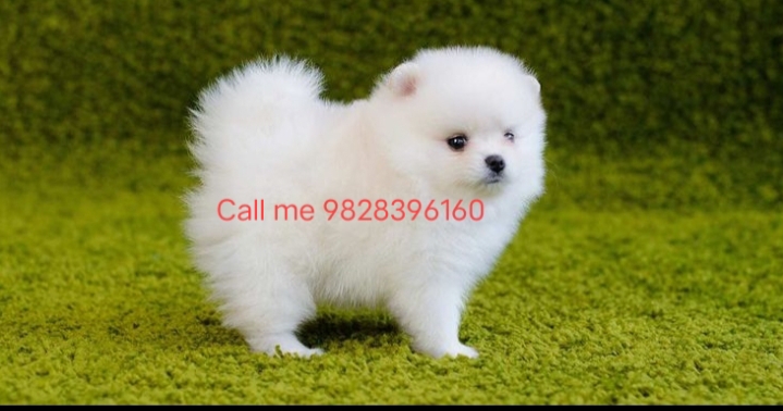 dog sale home delivery 9828396160