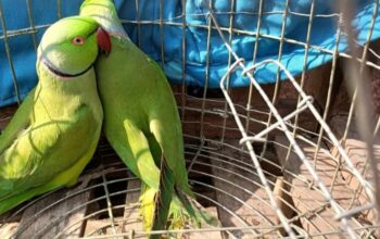 all parrots available all india delivery