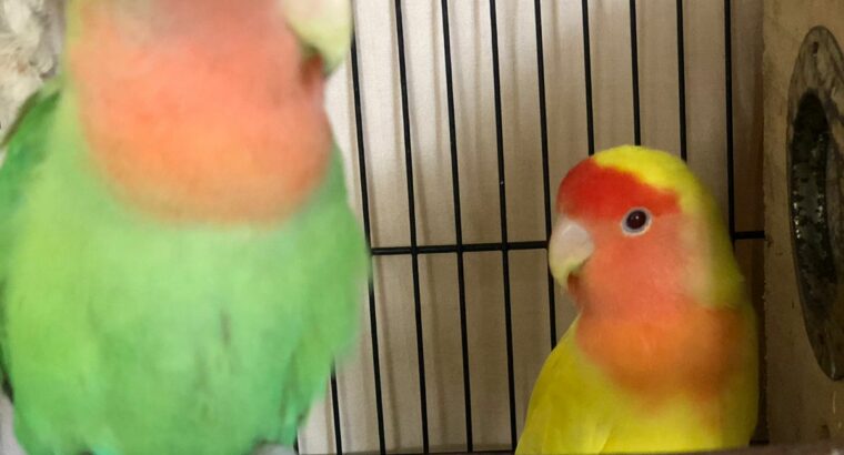 african love birds for sale 7095896146