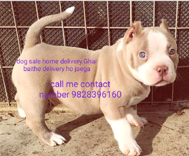 dog sale home delivery Ghar baithe, 🚚🛣️🏘️