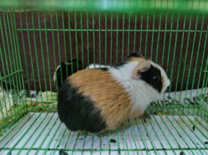 Guinea pigs along with cage for sale