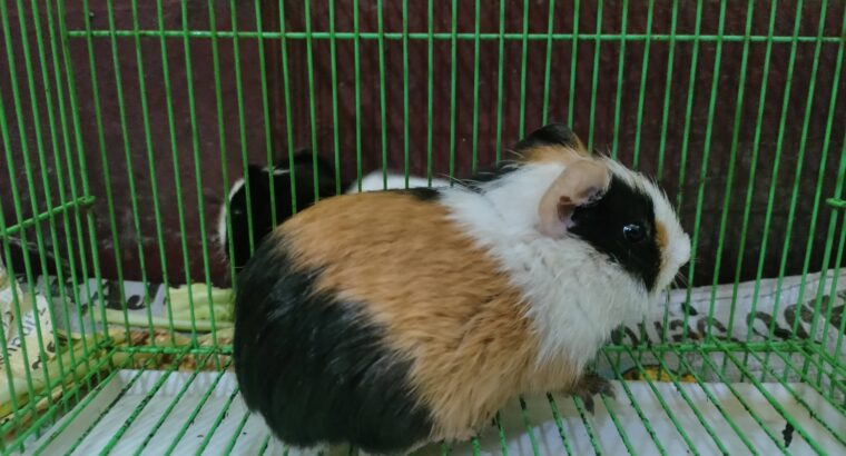Guinea pigs along with cage for sale