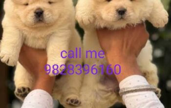 call me 9828396160