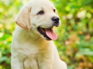 small puppies labrador dog white colour