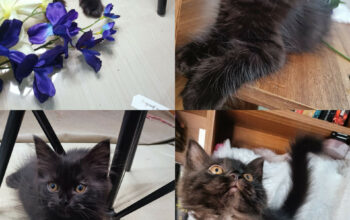 Persian Male Cats for sale