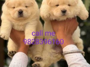 call me 9864797288
