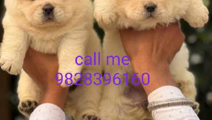 call me 9864797288