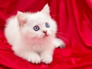 all cats available all india home delivery