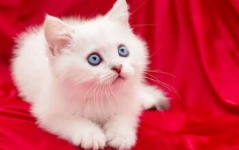 all cats available all india home delivery