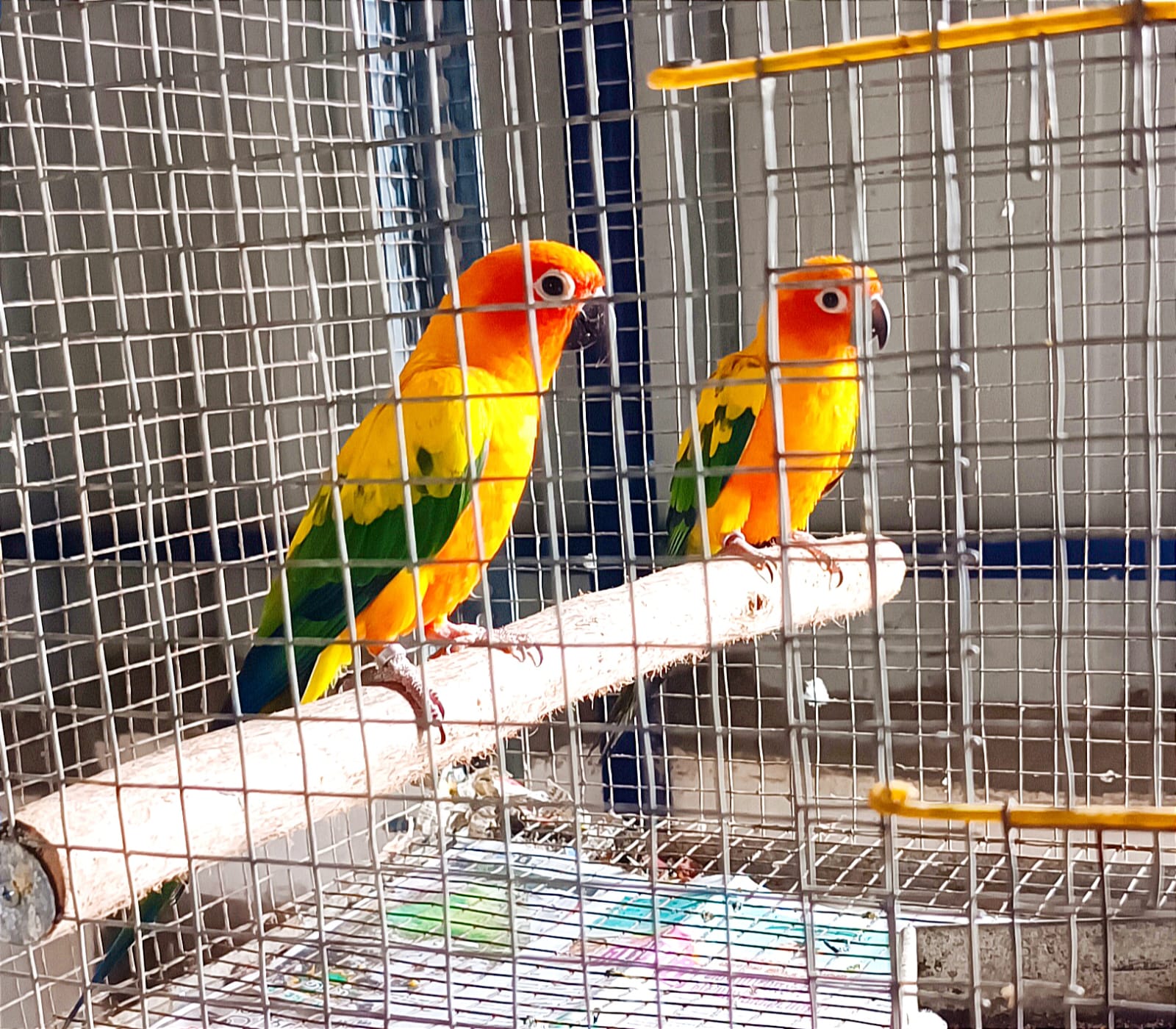 colourful healthy sun conure birds pair