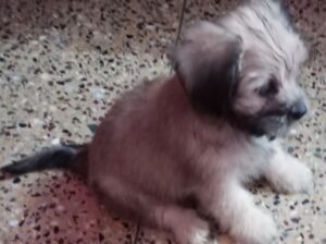 Male Puppy Available for sale Shihtzu Mix Lhasa apso