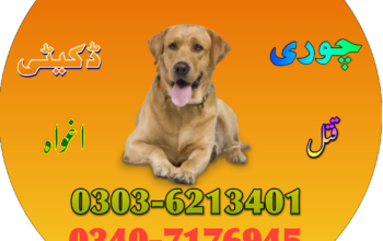 army Dog Kasur 03036213401