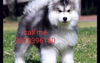 dog sale home delivery 🚚 9828396160