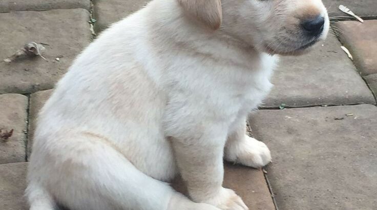 small puppies labrador dog white colour