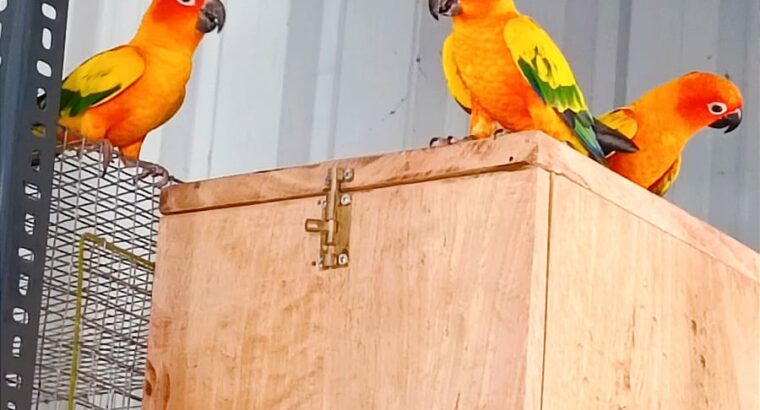 colourful healthy sun conure birds pair