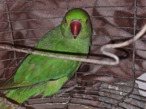 ringneck parrot on 1200