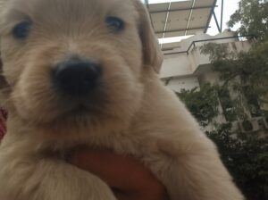 golden retriever puppies for sell