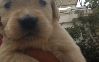 golden retriever puppies for sell