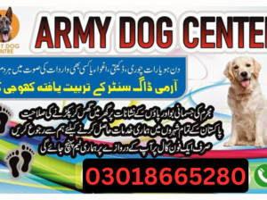 Army Dog Center Charsadda 03018665280 | Khoji Dogs