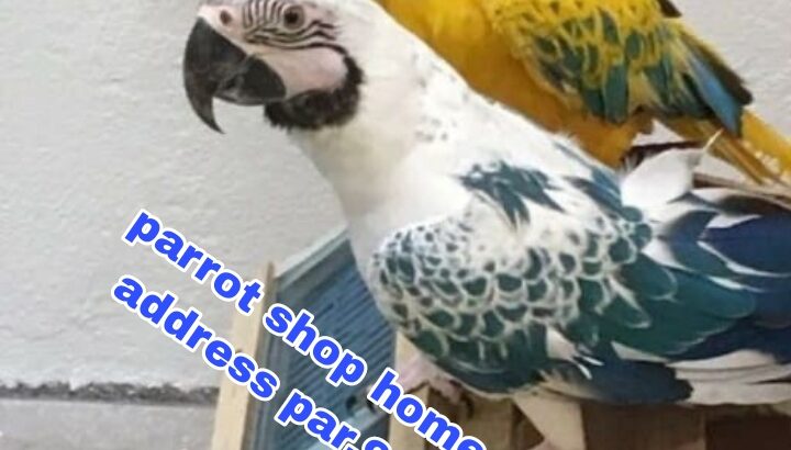 Parrot shop home delivery all India contact number