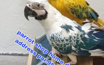Parrot soap home delivery all India
