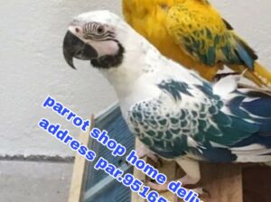 Parrot soap home delivery all India 9516551776