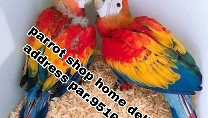 Parrot soap home delivery all India