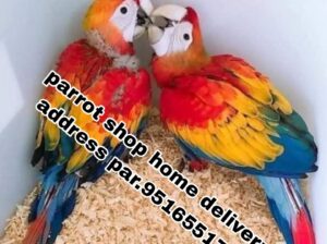 parrot dog cat shop home delivery 9516551776