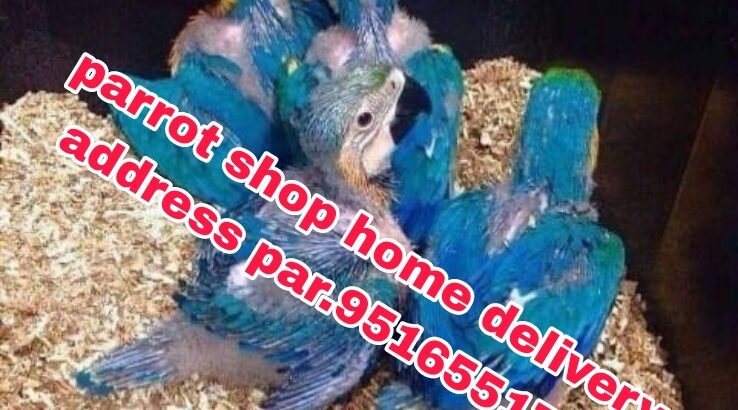 Parrot shop home delivery all India