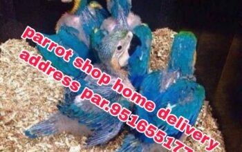 parrot dog cat shop home delivery