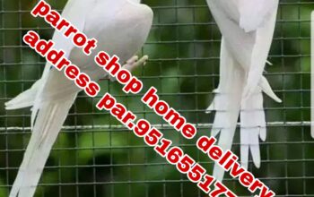 Parrot shop 9205174886 home delivery 🚚