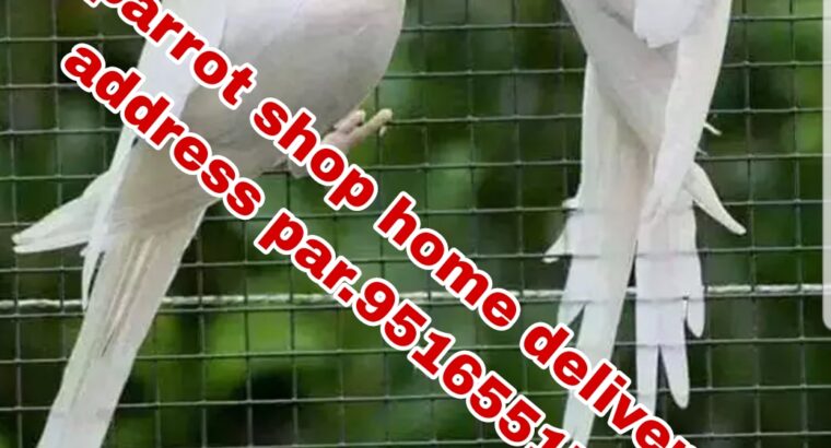 parrot dog cat shop home delivery