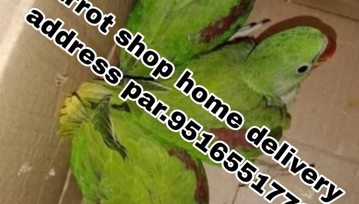 Parrot shop home delivery all India contact number
