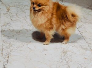 Toypom female 2 yrs old for sale in hisar