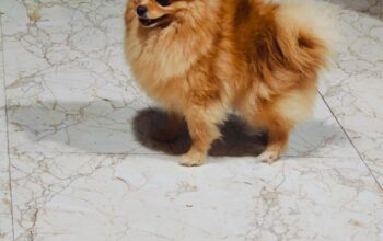 Toypom female 2 yrs old for sale in hisar