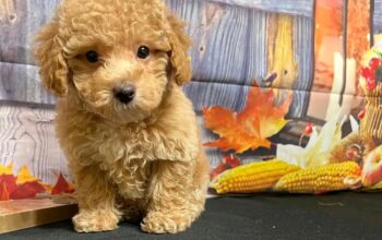 Cude and adorable Maltipoo puppies available for a