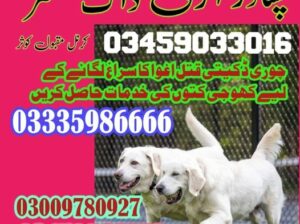 Army Dog Center FatehJang 03018665280 |