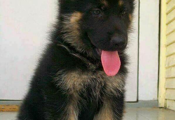 German shepherd all India delivery