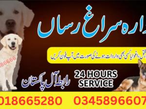 Army Dog Center Islamabad 03009195279