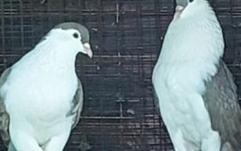 Healthy Jeeras (Siraj) Doves for sale in Tirunelve