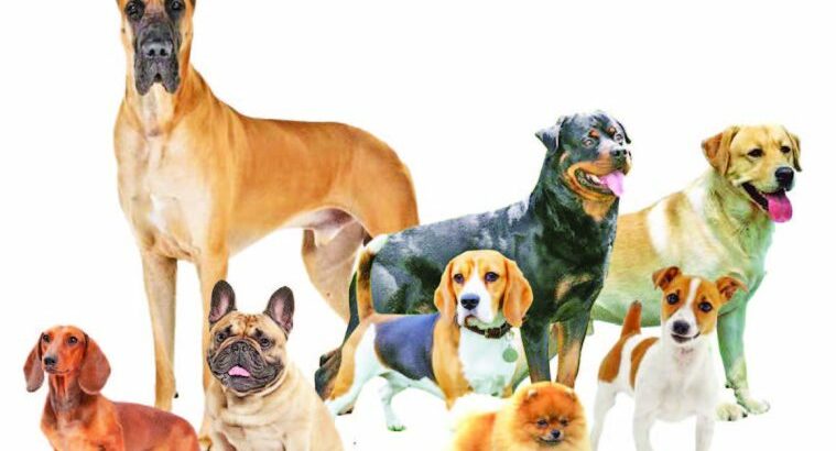 Labrador Pups For Sale Delhi Trust Kennel