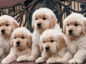 GoldenRetriever Puppies Available In Delhi Trust K